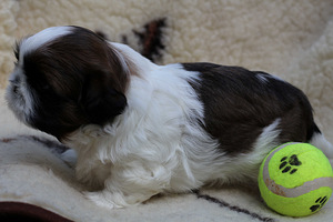 Shih tzu kutsikad (2 foto / 4)