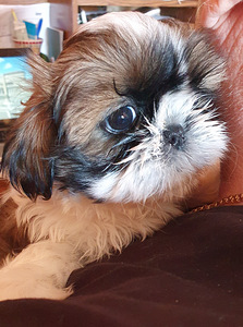 Shih Tzu kutsikad