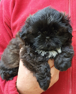 Shih Tzu kutsikad (7 foto / 8)