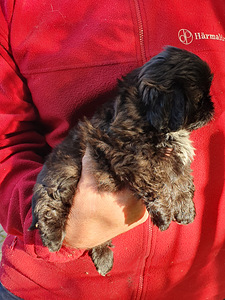 Shih Tzu kutsikad (6 foto / 8)