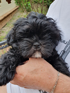 Shih Tzu kutsikad (6 foto / 9)