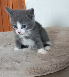 Котята (3 фото из 10)