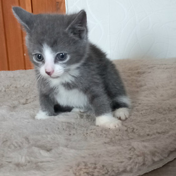 Котята