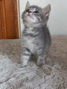 Котята (8 фото из 10)