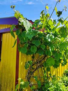 Müüa suvila. (11 foto / 15)