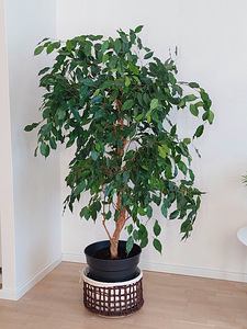 Bensoe viigipuu. 165 cm. (broneritud) (1 foto / 3)