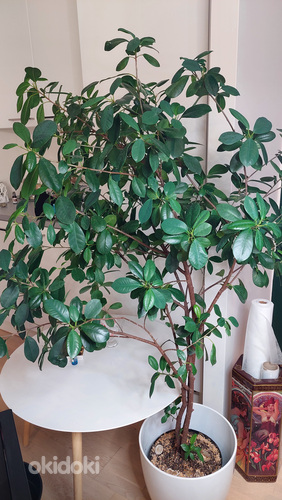 Ficus Moclame 155 cm