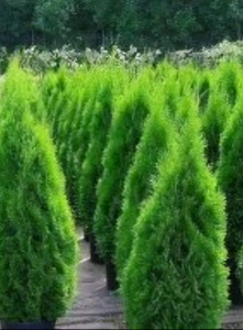 100-120CM ELUPUU SMARAGD THUJA KÕRGEM 1-SORT ISTUTAMISEKS (2 foto / 2)