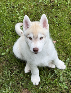 Siberi husky isane kutsikas (3 foto / 3)