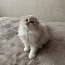 Очень красивый котенок СкоттиШ Фолд (фото #3)
