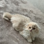 Очень красивый котенок СкоттиШ Фолд (фото #4)