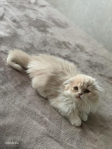 Väga ilus kassipoeg ScottiSh Fold (foto #4)