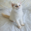 Väga ilus kassipoeg Šoti sirge (foto #1)