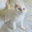 Väga ilus kassipoeg Šoti sirge (foto #3)