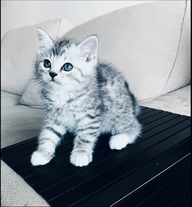 Väga ilus Briti Whiskas kassipoeg (1 foto / 1)