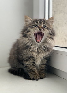 Красивый котёнок (3 фото из 3)