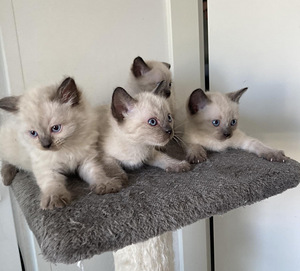 Очень милые сиамские котята (4 фото из 4)