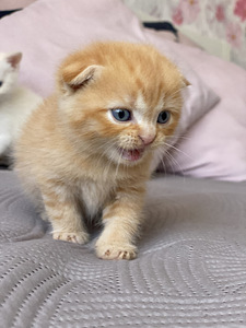 Красивый шотландский котенок (4 фото из 6)