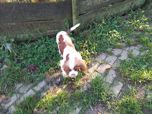 Cavalier king charles spanieli (3 фото из 4)