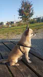 Chihuahua otsib pruuti (2 foto / 7)