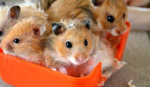 Hamster (2 foto / 2)
