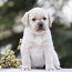 Labrador puppies (foto #2)