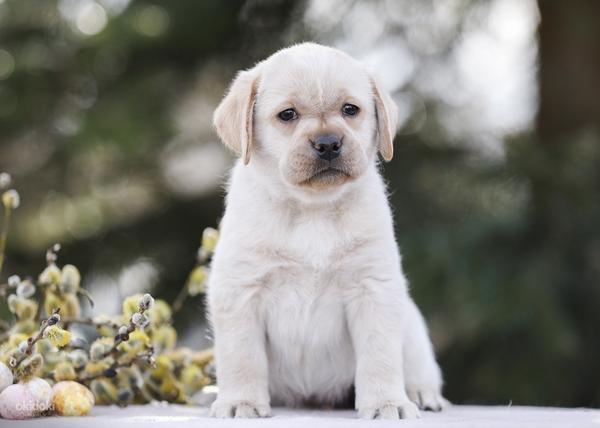 Labrador puppies (foto #2)