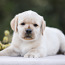 Labrador puppies (foto #3)