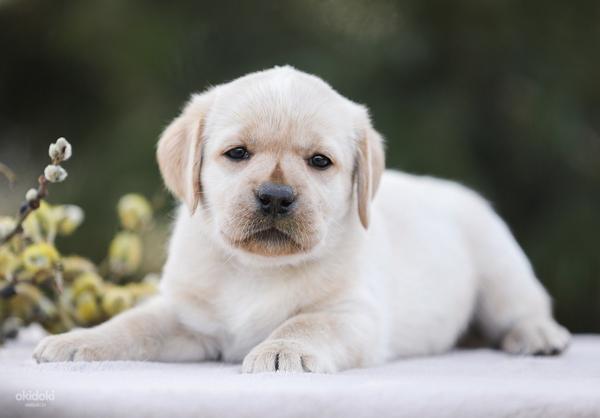 Labrador puppies (foto #3)