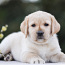 Labrador puppies (foto #4)