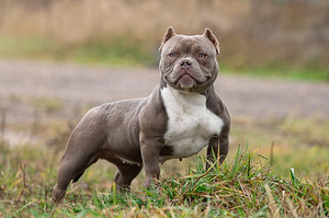 American bully (5 foto / 5)