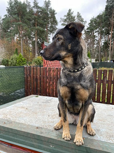 Annan koera ära (1 foto / 6)