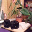Kaks kassi, õed Betta ja Alfa, 5-aastased (foto #1)