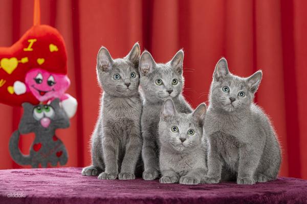 Русские голубые котята (фото #2)