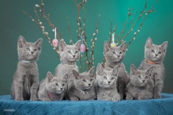 Vene sinised kassipojad (foto #1)