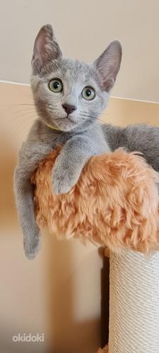 Русские голубые котята (фото #1)