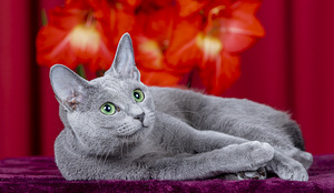 Russian Blue cat. Female (2 foto / 3)
