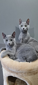 Русские голубые котята (2 фото из 3)