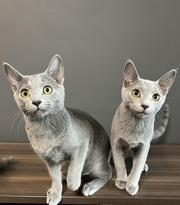 Русские голубые котята (2 фото из 3)