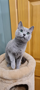 Russian blue female cat - 3 years old (1 foto / 3)