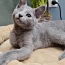 Русский голубой котенок (фото #1)