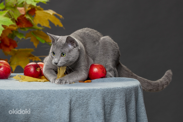 Русский голубой кот ФРЕД (фото #1)