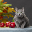 Русский голубой кот ФРЕД (фото #5)