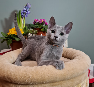 Русские голубые котята (3 фото из 8)