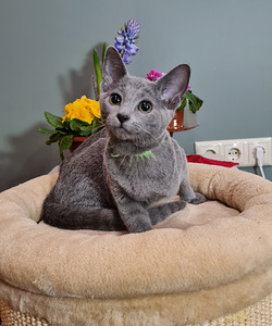 Русские голубые котята (4 фото из 8)