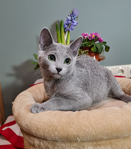 Русские голубые котята (7 фото из 8)