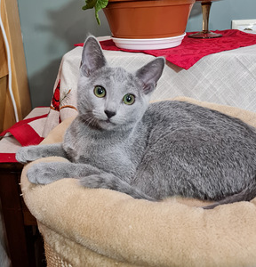 Русские голубые котята (8 фото из 8)