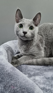 Русские голубые котята (3 фото из 3)