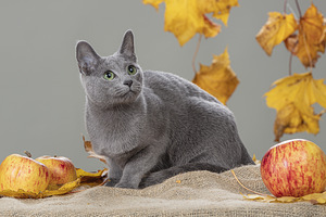 Russian Blue female cat (spayed) (4 foto / 4)