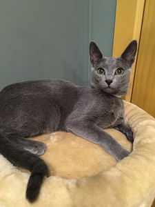 Russian Blue girl Stasya (5 foto / 7)